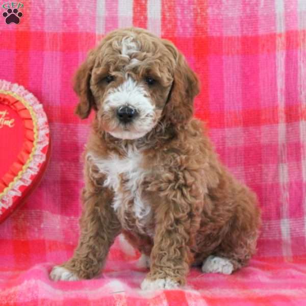 Gunner, Mini Goldendoodle Puppy