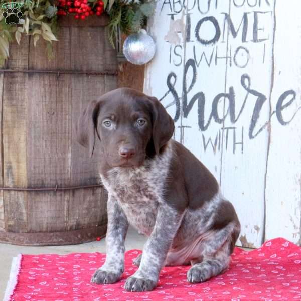 Gunner, German Shorthaired Pointer Puppy