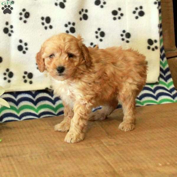 Guppy, Mini Goldendoodle Puppy