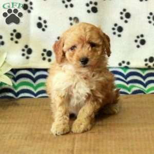 Guppy, Mini Goldendoodle Puppy