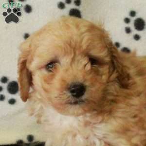 Guppy, Mini Goldendoodle Puppy