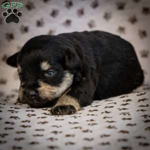 Gus, Miniature Schnauzer Puppy