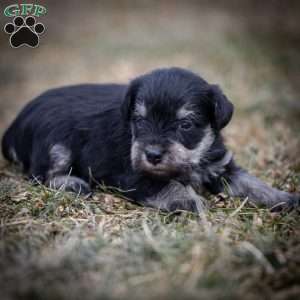 Gus, Miniature Schnauzer Puppy