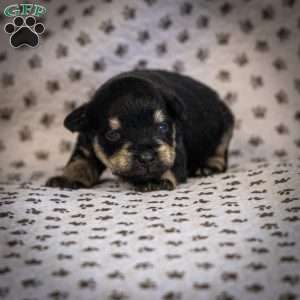 Gus, Miniature Schnauzer Puppy