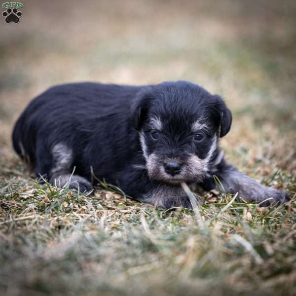 Gus, Miniature Schnauzer Puppy