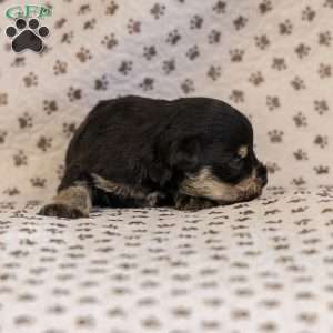 Gus, Miniature Schnauzer Puppy