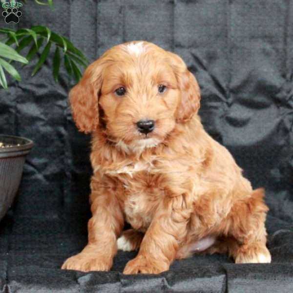 Gus, Mini Goldendoodle Puppy