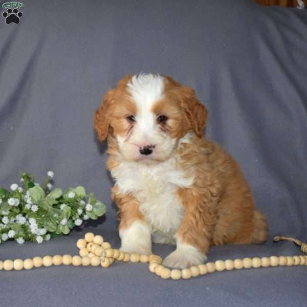 Gus, Mini Bernedoodle Puppy