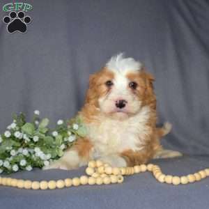 Gus, Mini Bernedoodle Puppy