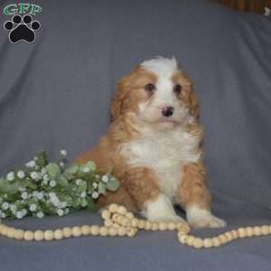 Gus, Mini Bernedoodle Puppy