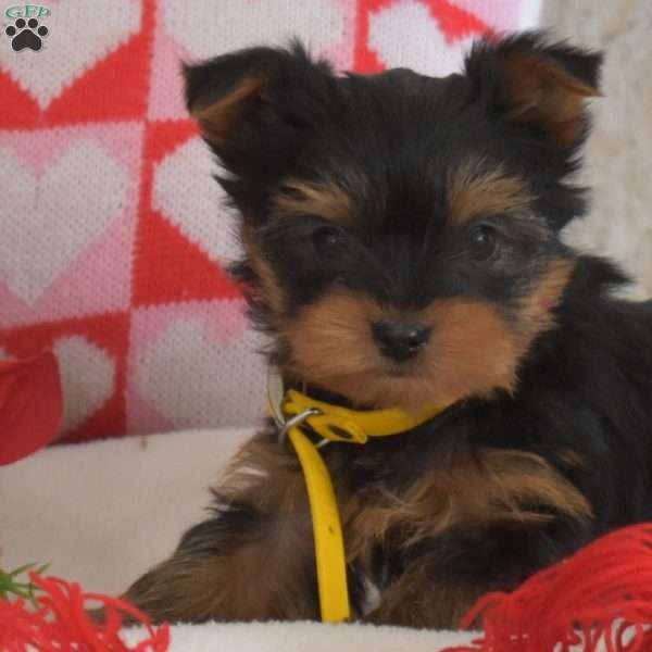 Gus, Yorkie Puppy