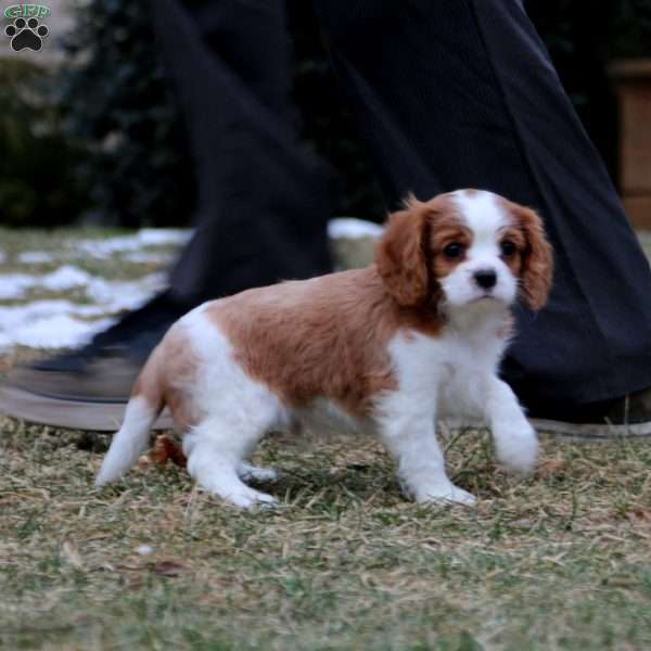 Gus, Cavalier King Charles Spaniel Puppy