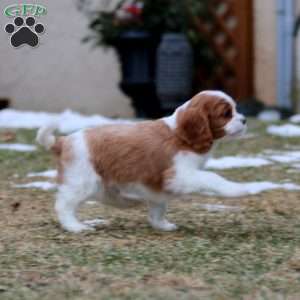 Gus, Cavalier King Charles Spaniel Puppy