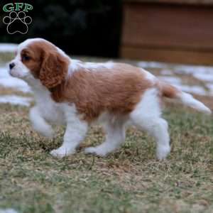 Gus, Cavalier King Charles Spaniel Puppy