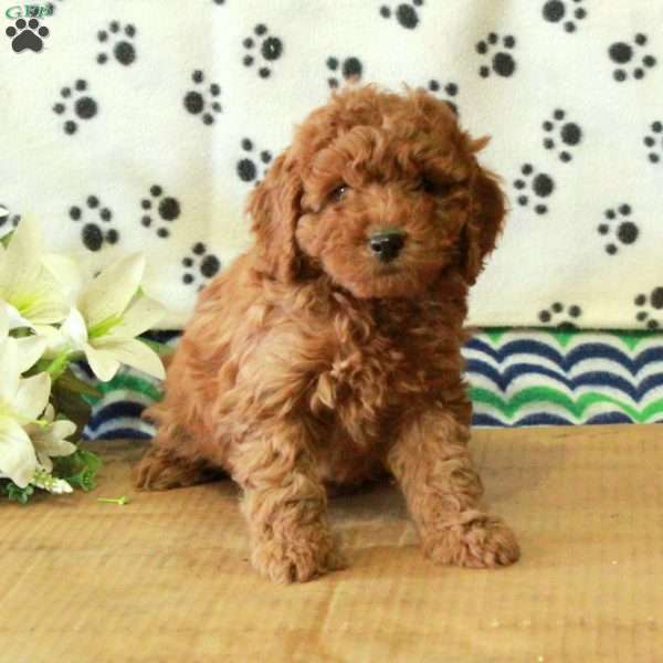 Gwen, Mini Goldendoodle Puppy