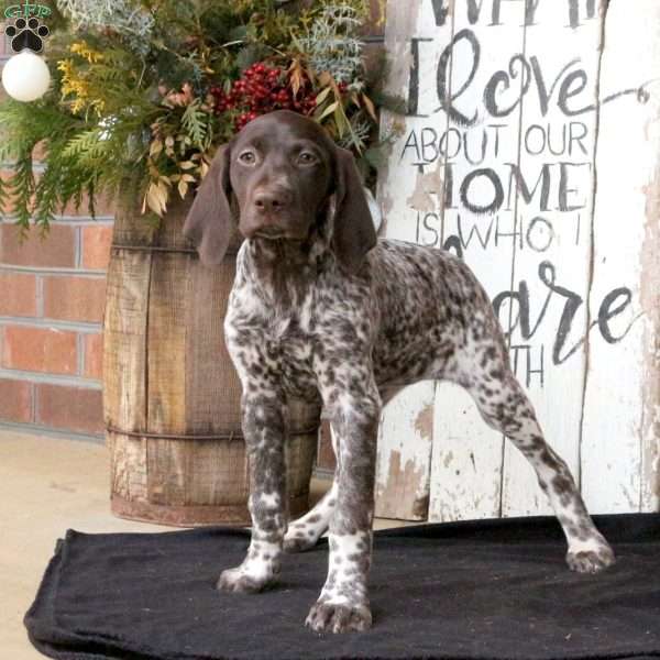 Gwen, German Shorthaired Pointer Puppy