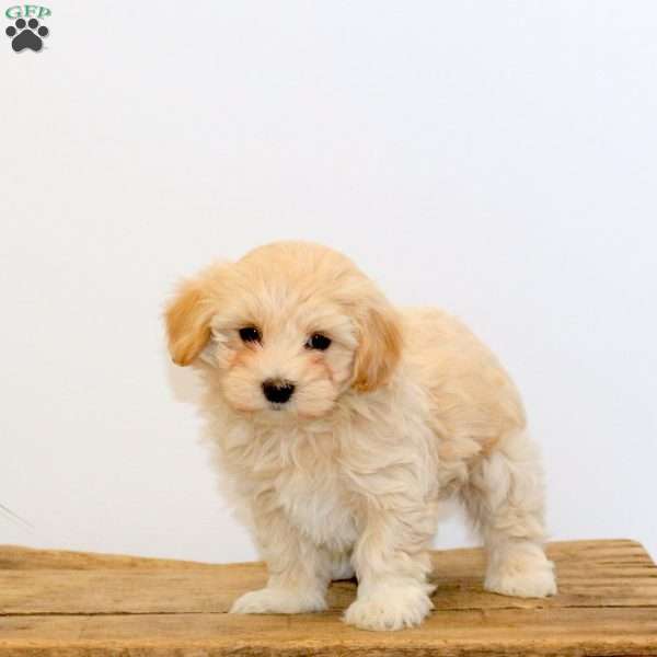 Gwen, Maltipoo Puppy