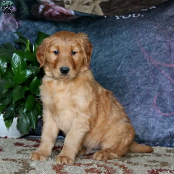 Gypsy, Golden Retriever Puppy