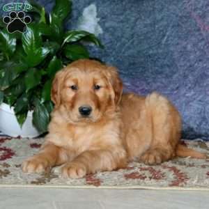 Gypsy, Golden Retriever Puppy