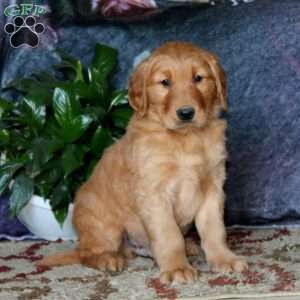 Gypsy, Golden Retriever Puppy