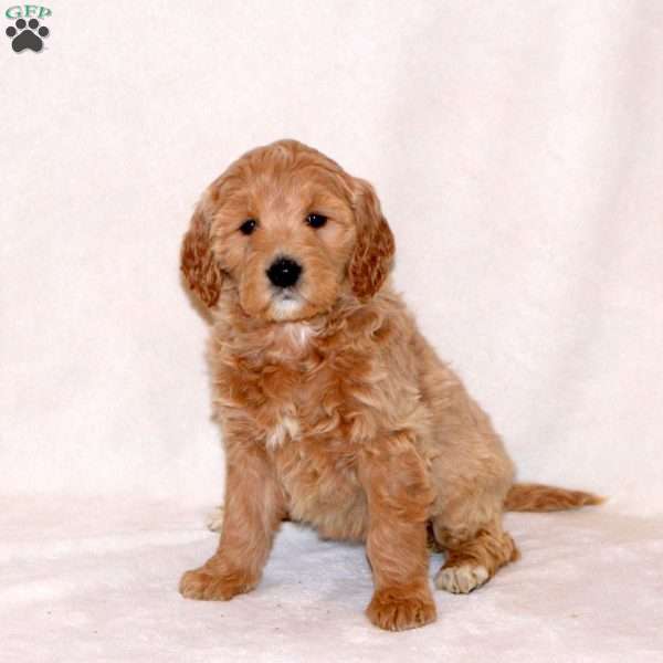 Hailey, Goldendoodle Puppy