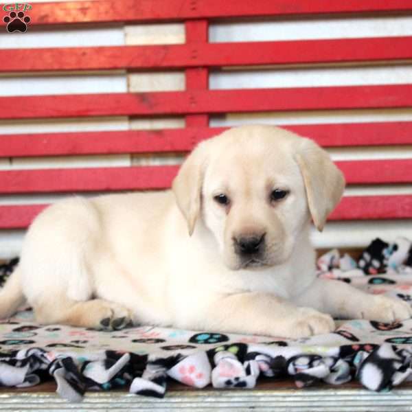 Hailey, Yellow Labrador Retriever Puppy