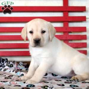 Hailey, Yellow Labrador Retriever Puppy