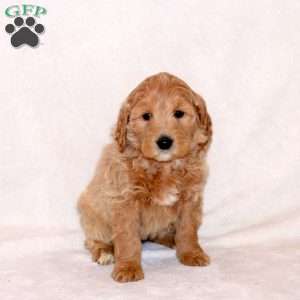 Hailey, Goldendoodle Puppy