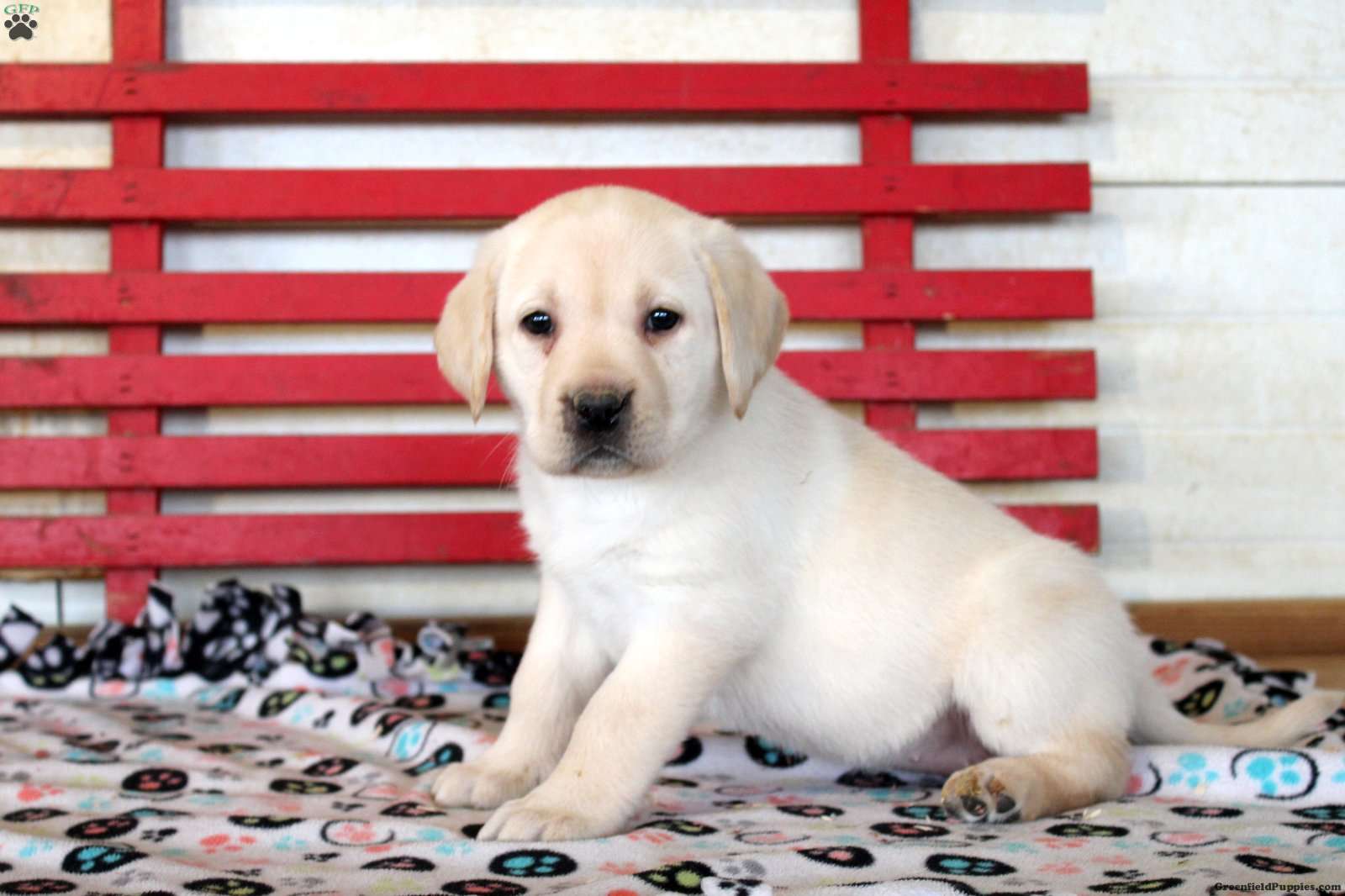 Hailey - Yellow Labrador Retriever Puppy For Sale In Pennsylvania