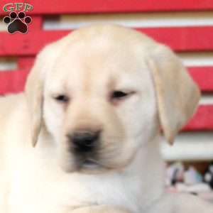 Hailey, Yellow Labrador Retriever Puppy