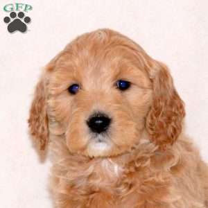 Hailey, Goldendoodle Puppy