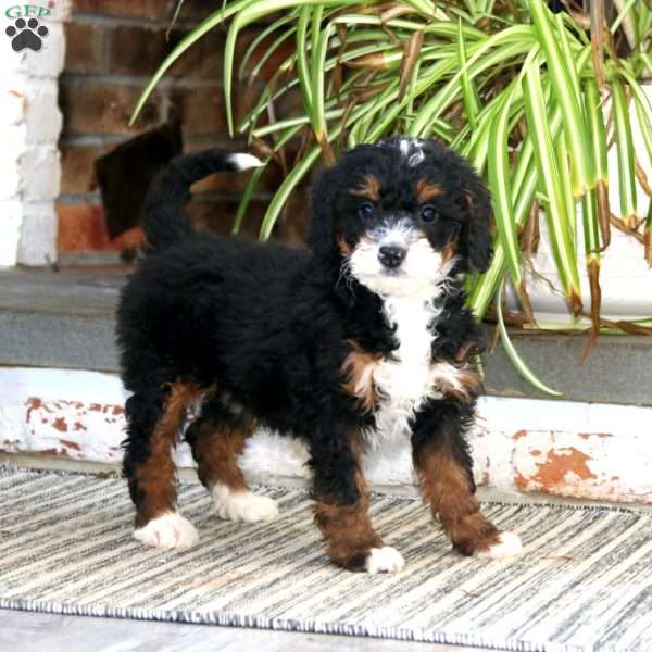 Hailey, Mini Bernedoodle Puppy