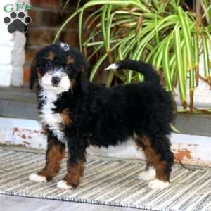 Hailey, Mini Bernedoodle Puppy