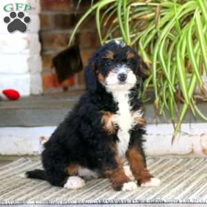 Hailey, Mini Bernedoodle Puppy