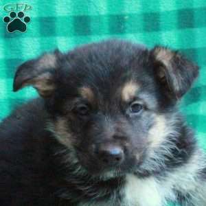 Hal, German Shepherd Puppy