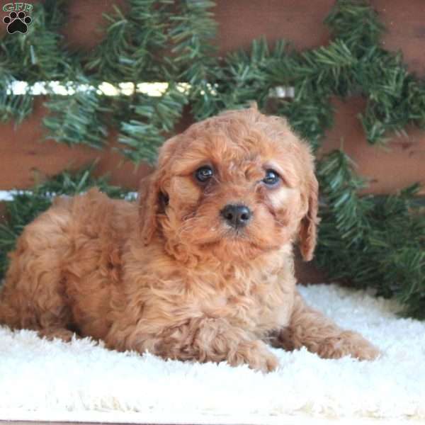 Hallie, Cavapoo Puppy