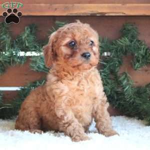 Hallie, Cavapoo Puppy