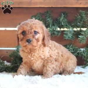 Hallie, Cavapoo Puppy