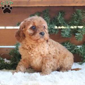 Hallie, Cavapoo Puppy