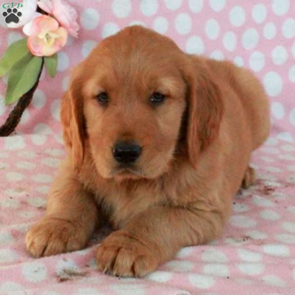 Hank, Golden Retriever Puppy