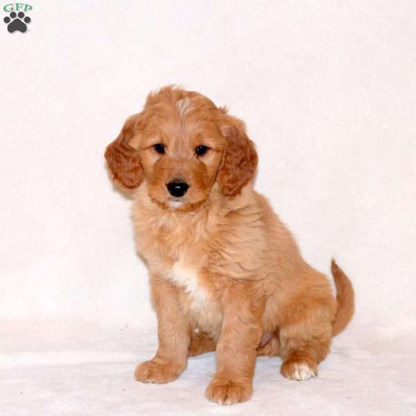 Hank, Goldendoodle Puppy