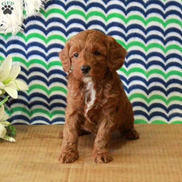 Hank, Mini Goldendoodle Puppy