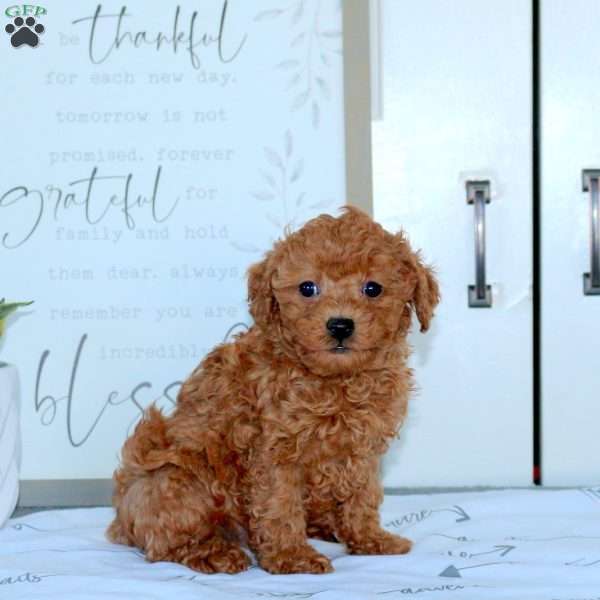 Hank, Toy Poodle Puppy