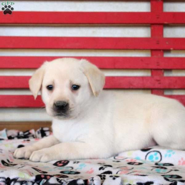 Hank, Yellow Labrador Retriever Puppy