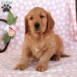 Hank, Golden Retriever Puppy