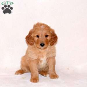 Hank, Goldendoodle Puppy