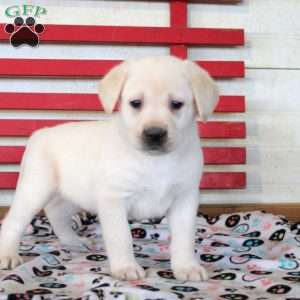 Hank, Yellow Labrador Retriever Puppy