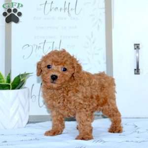 Hank, Toy Poodle Puppy