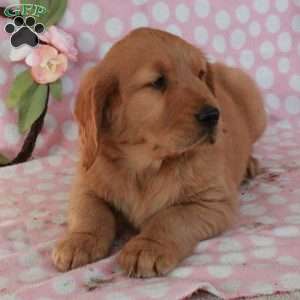 Hank, Golden Retriever Puppy