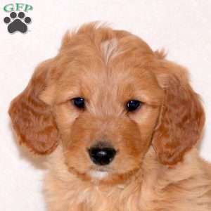 Hank, Goldendoodle Puppy